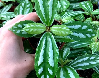 Watermelon Pilea (Pilea Cadierei) Aluminum Plant