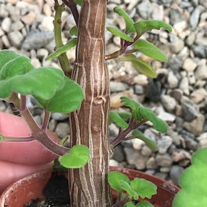 Bonsai Mint Plectranthus Ernstii Caudex image 6