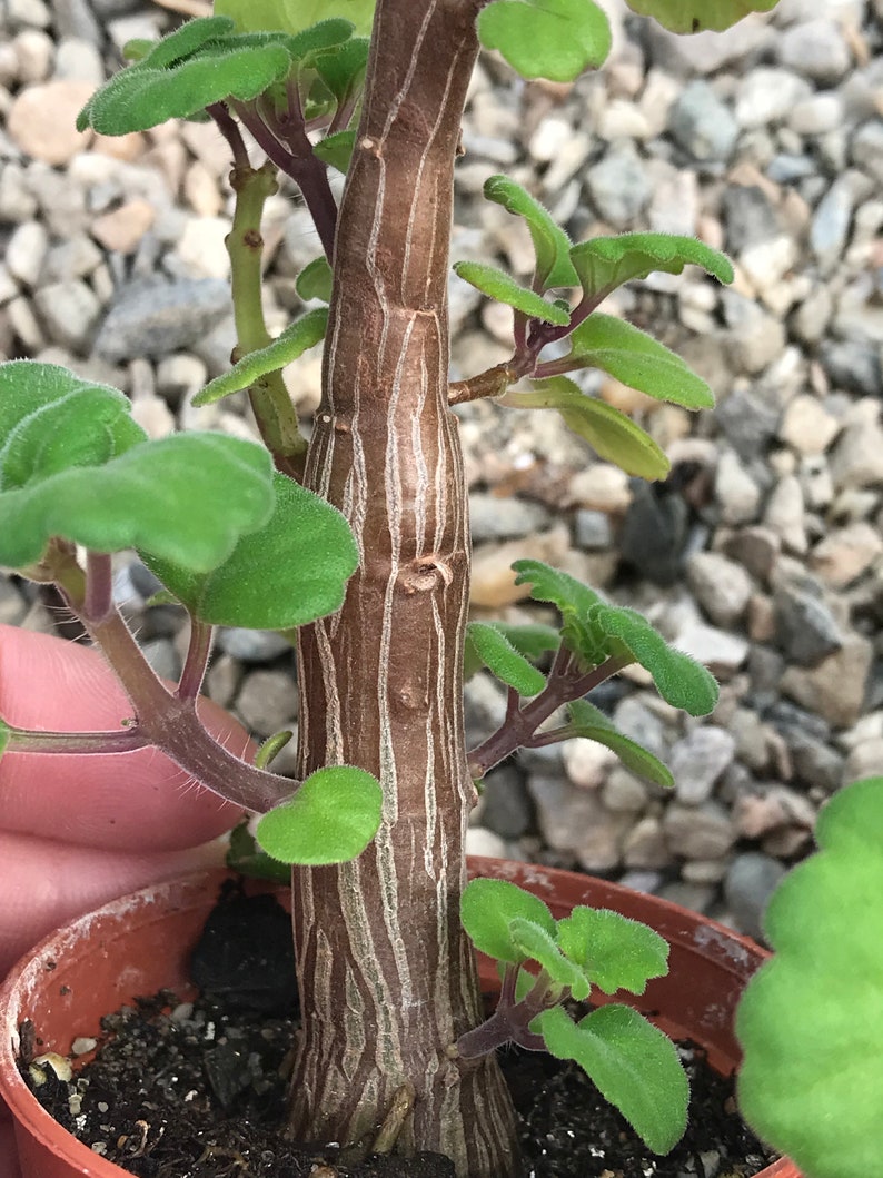 Bonsai Mint Plectranthus Ernstii Caudex image 6