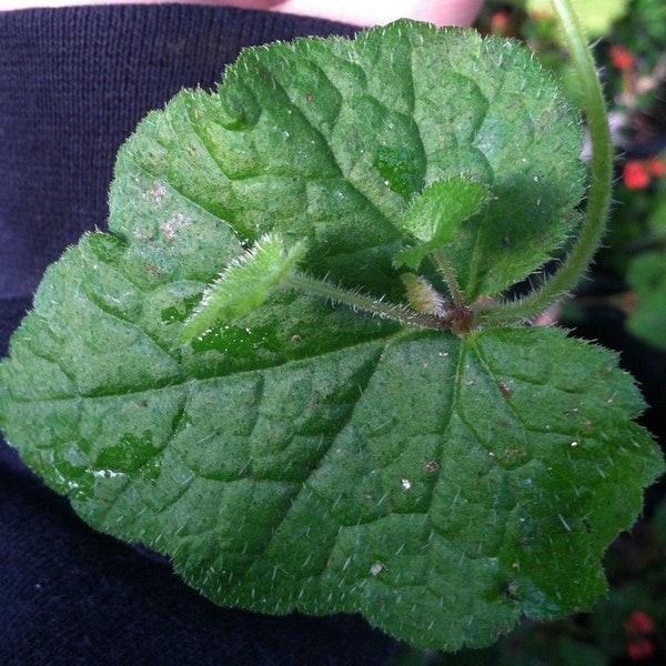 Piggy Back Plant (Tolmiea Manziesii)