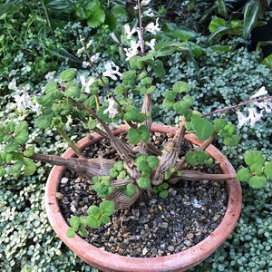 Bonsai Mint Plectranthus Ernstii Caudex image 4