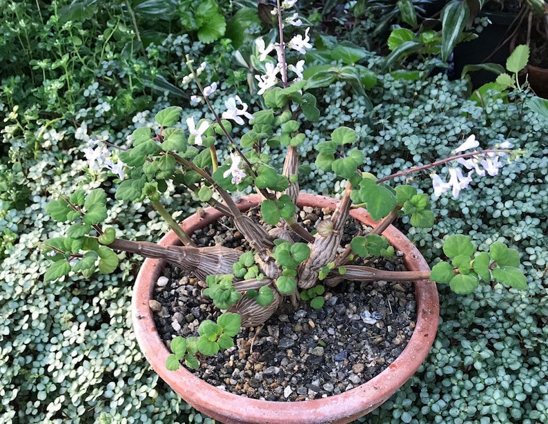 Bonsai Mint Plectranthus Ernstii Caudex image 4