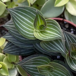 Callisia Elegens Callisia Gentlei Striped Inch Plant image 1