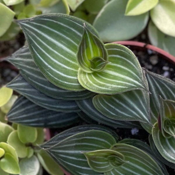 Callisia Elegens (Callisia Gentlei) Striped Inch Plant