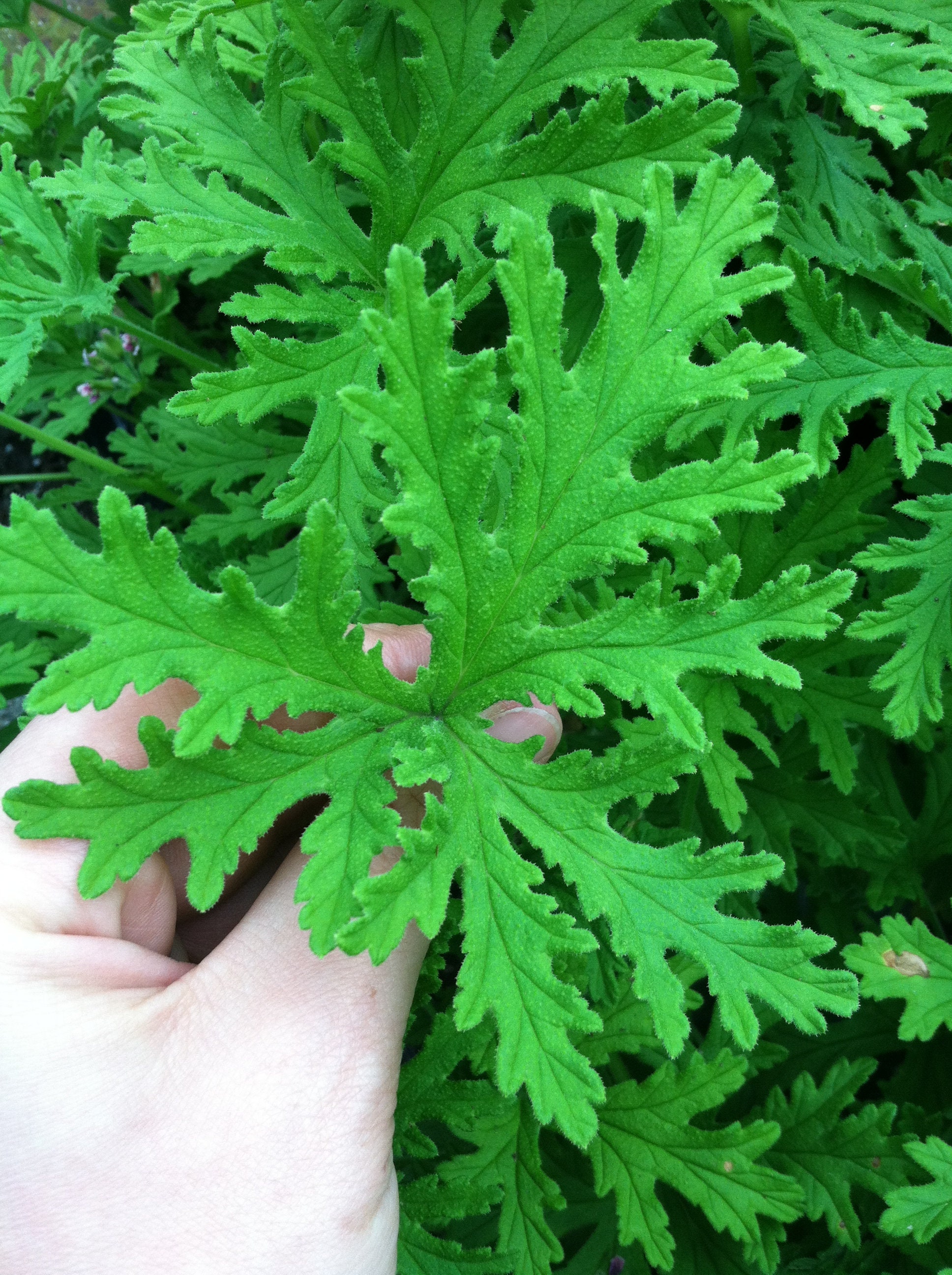 MOSQUITO PLANT citronella Scented Geranium 4 2.25 Inch Etsy