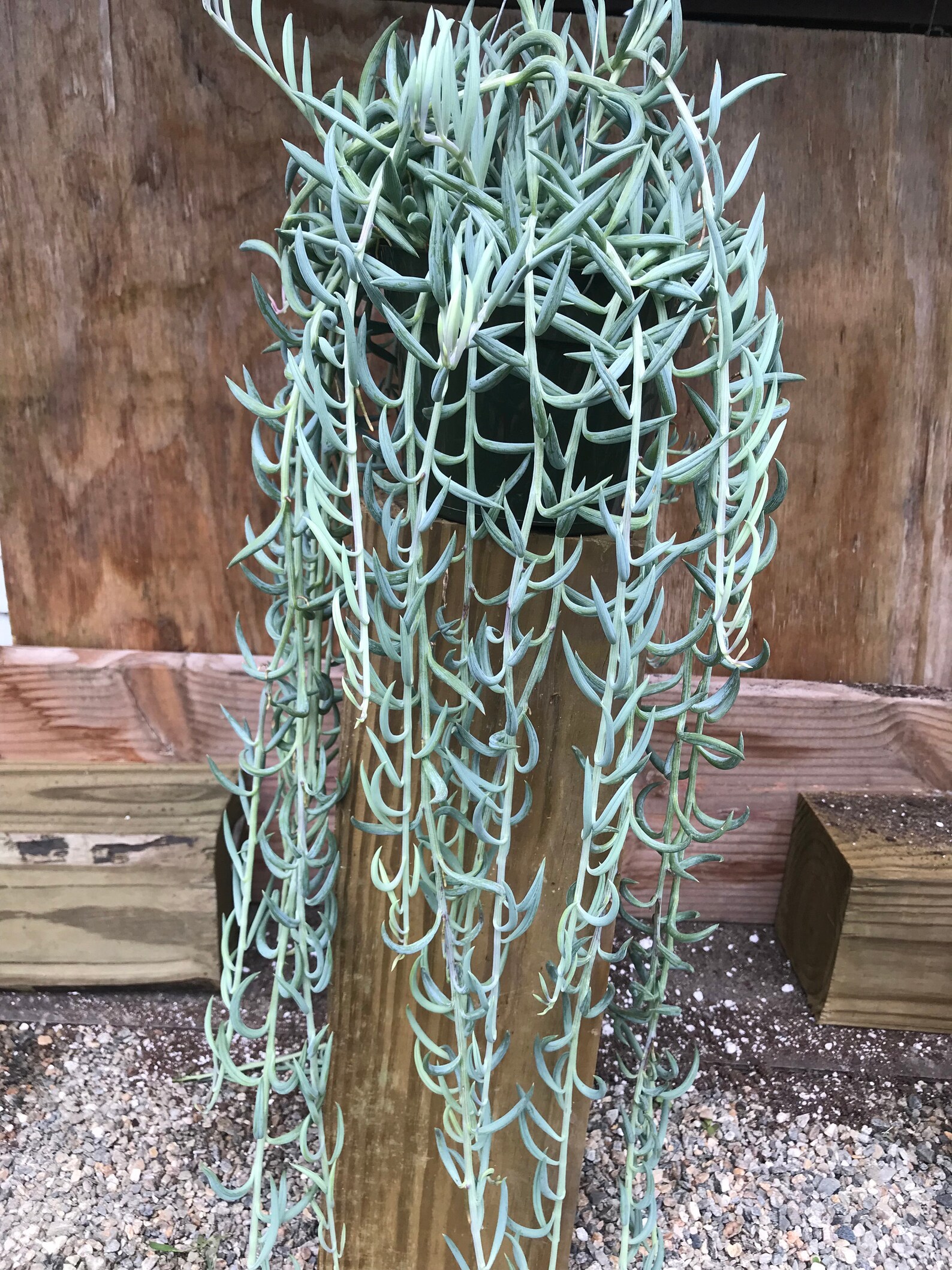 Senecio Radicans Hybrid 'Fish Hooks' 'Senecio Fish Etsy