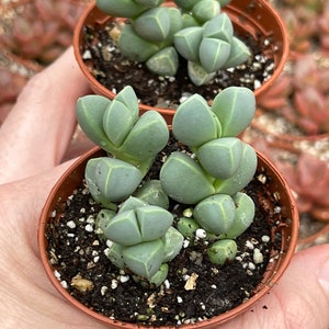 Ice plant delosperma Taylorii image 5