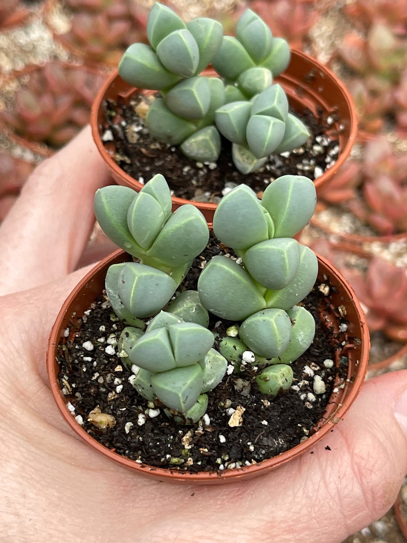 Ice plant delosperma Taylorii image 5