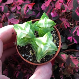 Variegated String of Buttons Crassula Perforata Variegata image 1