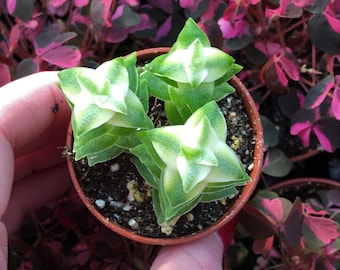 Variegated String of Buttons (Crassula Perforata Variegata)
