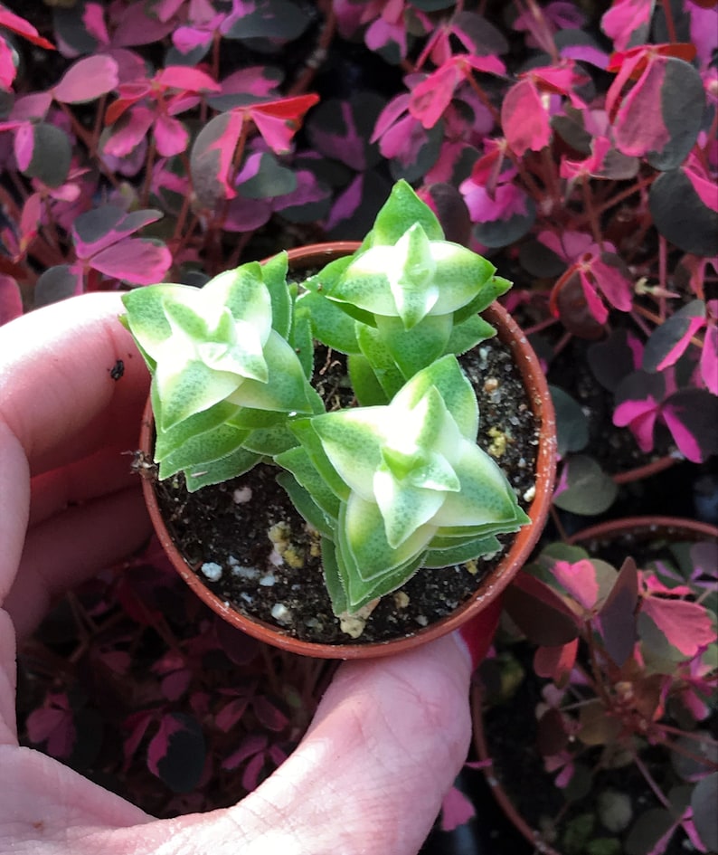 Variegated String of Buttons Crassula Perforata Variegata image 1