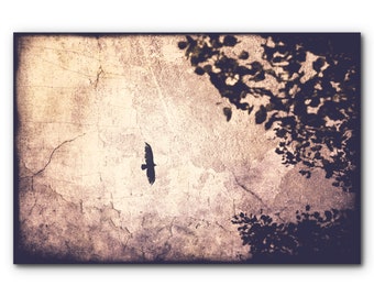 Bird photography, dark art, raven photography, surreal nature, country mural