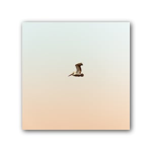 The pelican in flight, bird photography, pastel colored sky landscape, bird in flight