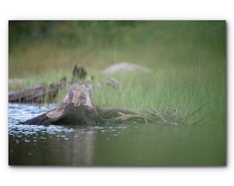 Tree stump photography, stream landscape, cottage gift, lake photography