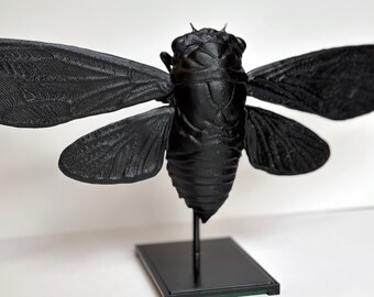 3D Printed Cicada Shelf Decor: Faux Taxidermy Insect (13 inch)