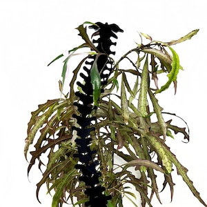 Spine Acrylic Plant Support/Trellis, Anatomy Plant Support, Plant Decoration, Plant Trellis, Potted Plants, Plant Art