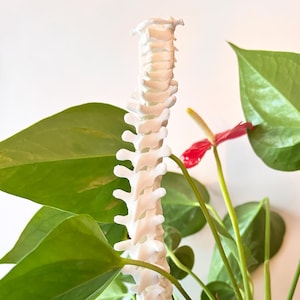 3D Printed Spine Plant Trellis: Anatomy Art Decor