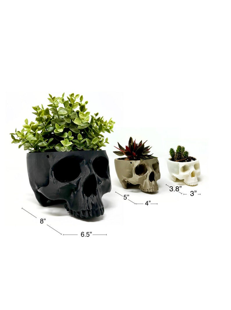 May include: Three black, white, and beige skull-shaped planters with different sizes. The largest planter is 8 inches wide and 6.5 inches long. The middle planter is 5 inches wide and 4 inches long. The smallest planter is 3.8 inches wide and 3 inches long.