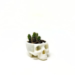 May include: White ceramic skull planter with a small green cactus plant growing inside.