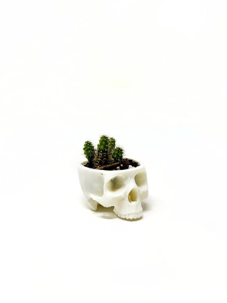 May include: White ceramic skull planter with a small green cactus plant growing inside.