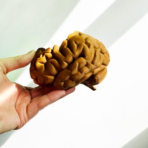 May include: A brown anatomical model of a human brain. The brain is detailed with realistic folds and convolutions.