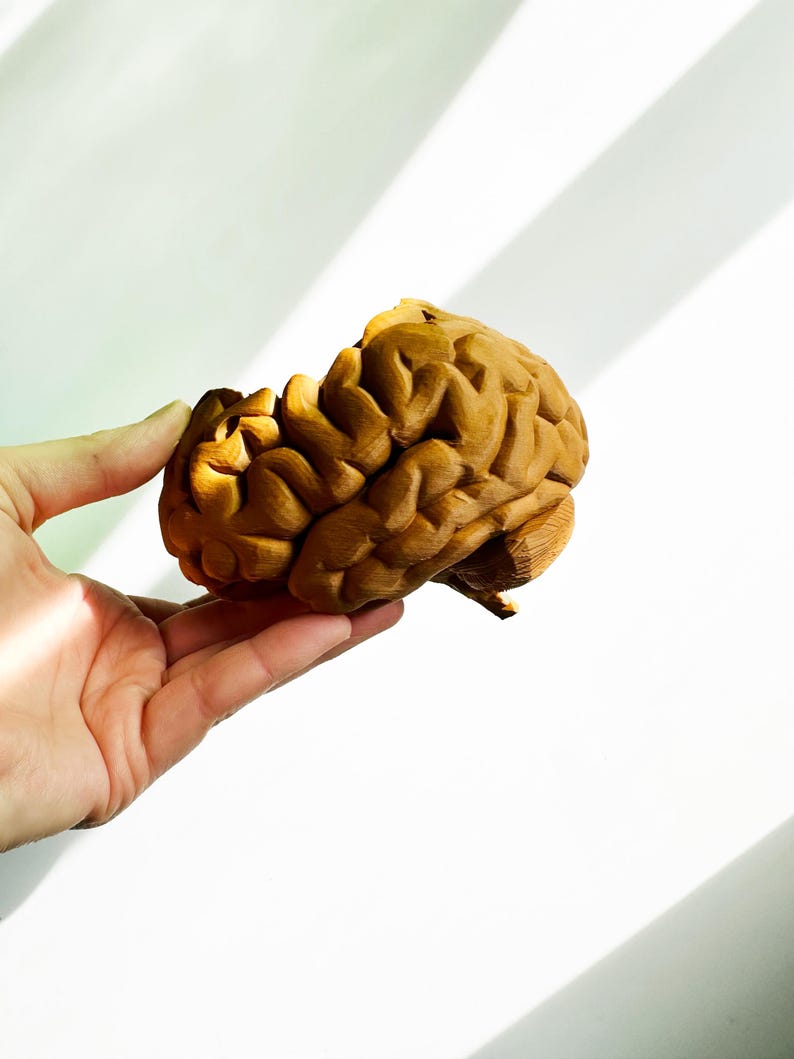 May include: A brown anatomical model of a human brain. The brain is detailed with realistic folds and convolutions.
