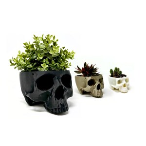 May include: Three skull-shaped planters in black, brown, and white, each with a different type of succulent plant growing inside.
