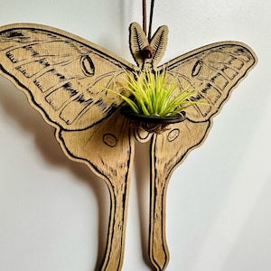 Luna Moth Air Plant Wall Art, Moon Wall Art, Luna Moth Home Decor, Lunas Home Decor