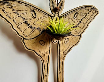 Luna Moth Air Plant Wall Hanging: Engraved Birch Wood Decor