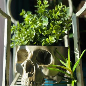 May include: A green leafy plant growing in a skull-shaped planter. The planter is made of a light brown material and has a detailed skull design. The plant is sitting on a white metal shelf.