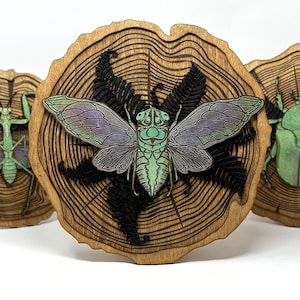 Cicada Wood Slice, Hand Painted Bug Wall Hanging, Wooden Insect Home Decor, Insect Art, Dog Day Cicada