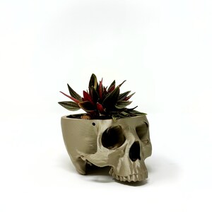 May include: A gray skull-shaped planter with a red and green succulent plant growing inside.