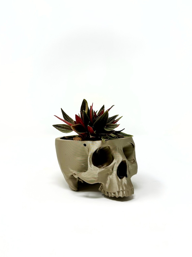 May include: A gray skull-shaped planter with a red and green succulent plant growing inside.
