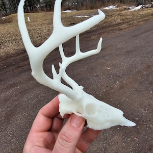 Deer Skull 3d print