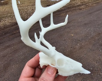 Deer Skull 3d print