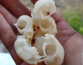 mini 1 inch cat skulls pack 6 - 100 (free shipping in  the US)