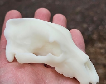 3D Printed Lion Skull Replica