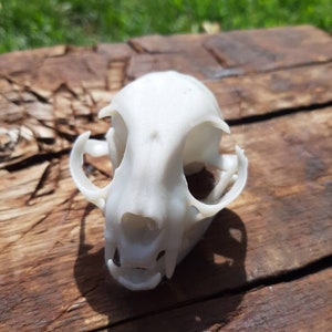 May include: A white, 3D printed replica of a cat skull. The skull is detailed with teeth and eye sockets.