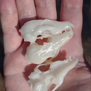 Small fox skulls (1.5 inch) Free shipping in the US