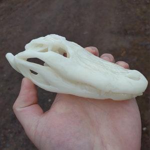 Resin printed 5&quot; Alligator Skull
