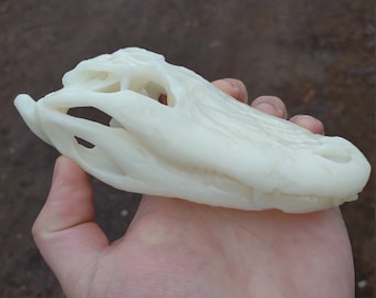 May include: A white plastic alligator skull replica. The skull is detailed with teeth and eye sockets.