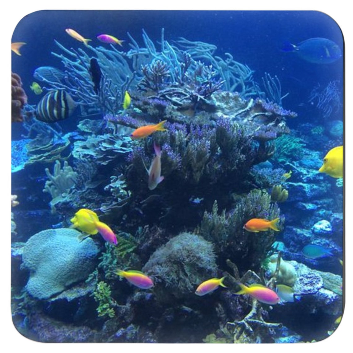 Coasters Sea Life Home Decor Ocean Life Coasters Custom Made Etsy