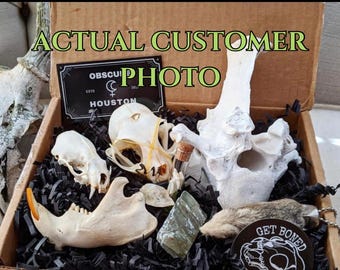 Oddities Blind Box (hand curated skulls, bones, specimens, crystals, fossils, and various ephemera. 5-7 items valued at 100 or more)