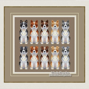 Könnte beinhalten: Kreuzstichmuster mit 12 verschiedenen Farbvarianten eines Border Collie Hundes. Das Muster wurde von Maria Brovko, CutePatternsByMaria, entworfen.