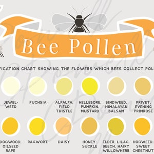 A4 Educational Bee Pollen Chart - Digital Print Only- Bees, honeybee, beekeeping, beekeeper - PDF, PNG, JPG