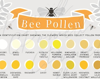 A4 Educational Bee Pollen Chart - Digital Print Only- Bees, honeybee, beekeeping, beekeeper - PDF, PNG, JPG
