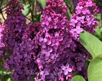 Dark Purple Lilacs