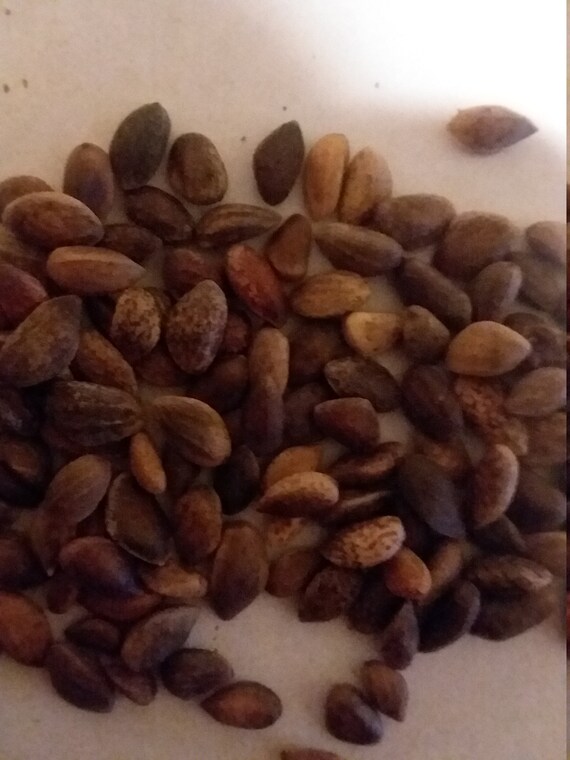 25 Chinese Red Pine Tree Seeds