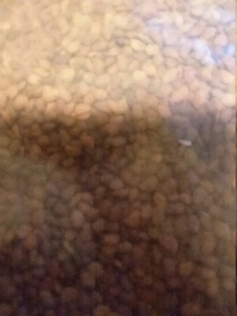 25 european smoketree tree seeds
