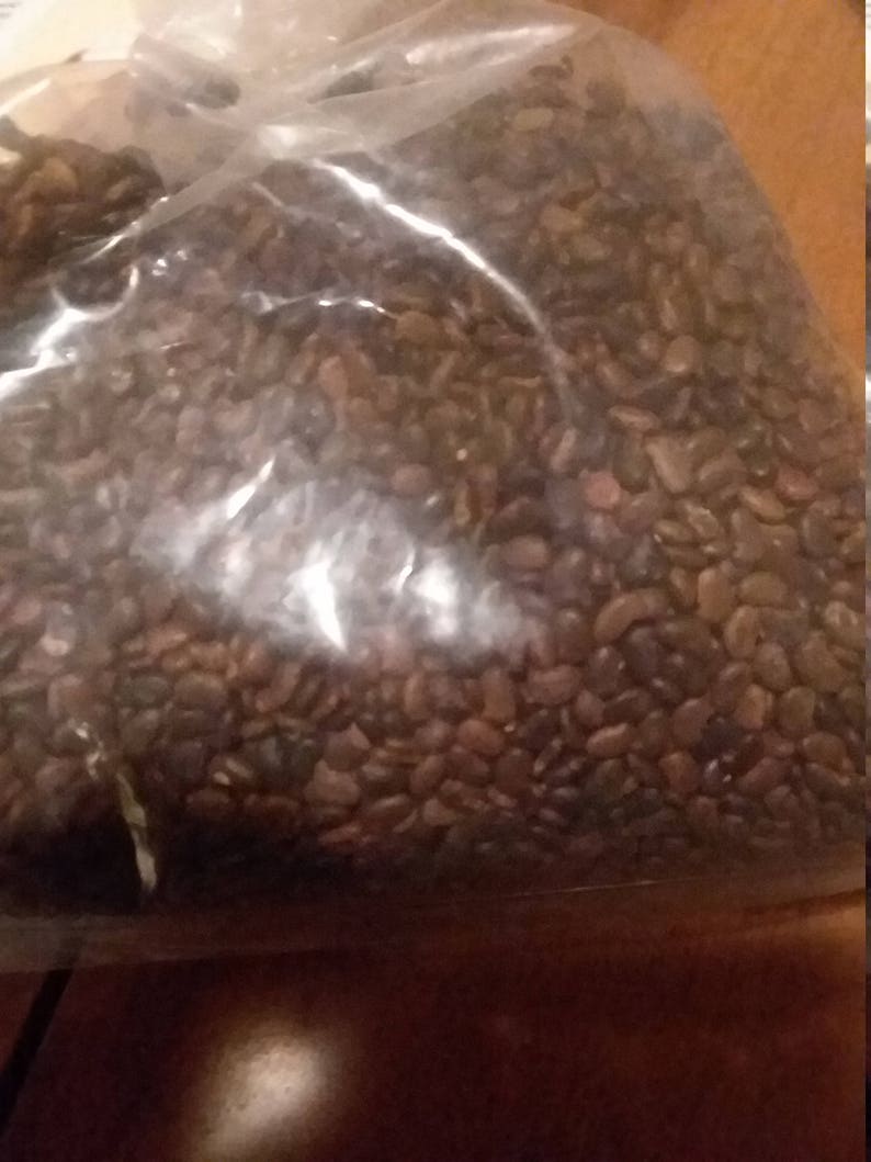 100 black locust tree seeds